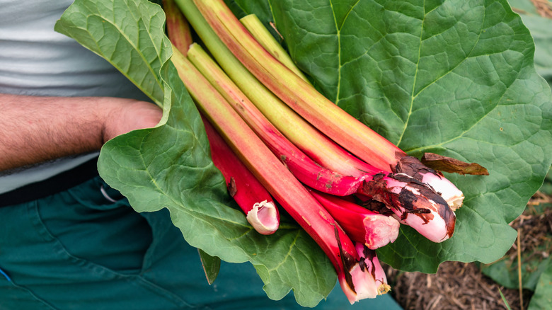 Farmer harvesting fresh rhubarb.