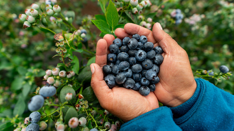 A person holds blueberries with both hands in front of blueberry bushes