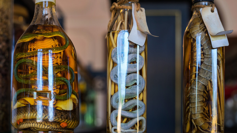 a row of snakes and a giant centipede fermenting in bottles of alcohol