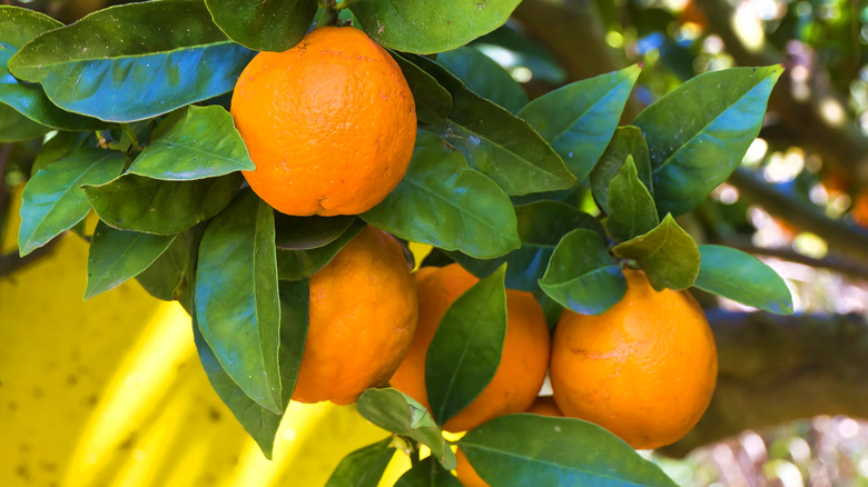 Sicilian orange grove