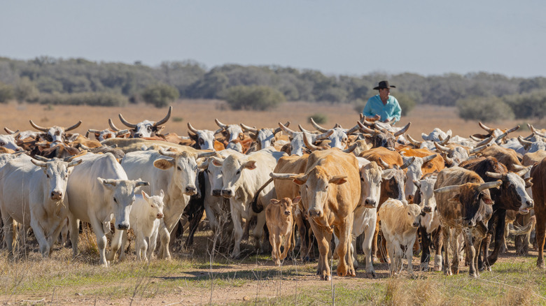 A cowboy moving cattle on a ranch in Texas