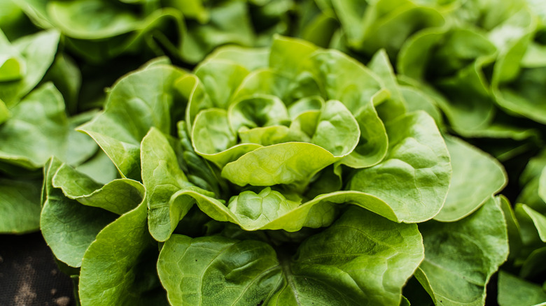 head of lettuce in lettuce garden