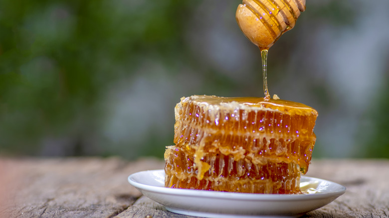 Honeycomb on a white plate on a picnic table outdoors