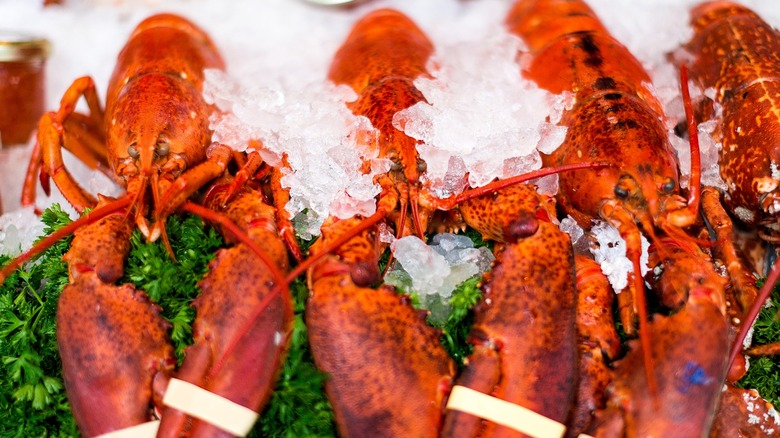 Four cold-water lobsters on ice.