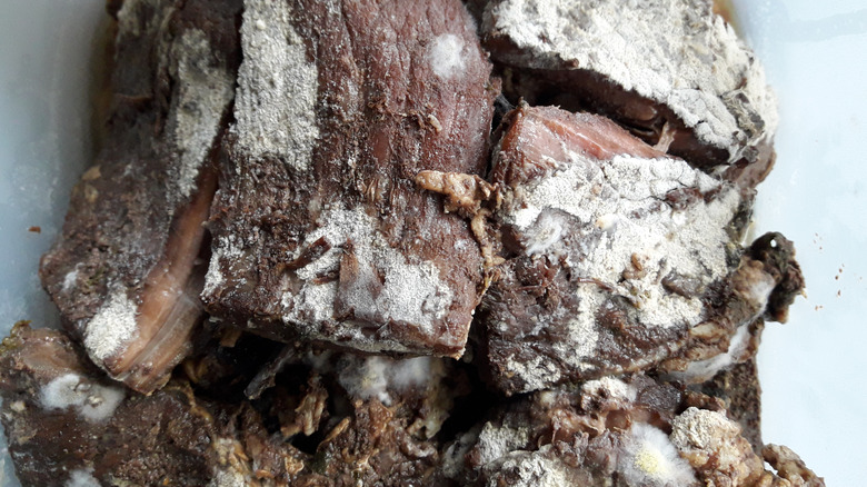 Pieces of meat with visible mold growth