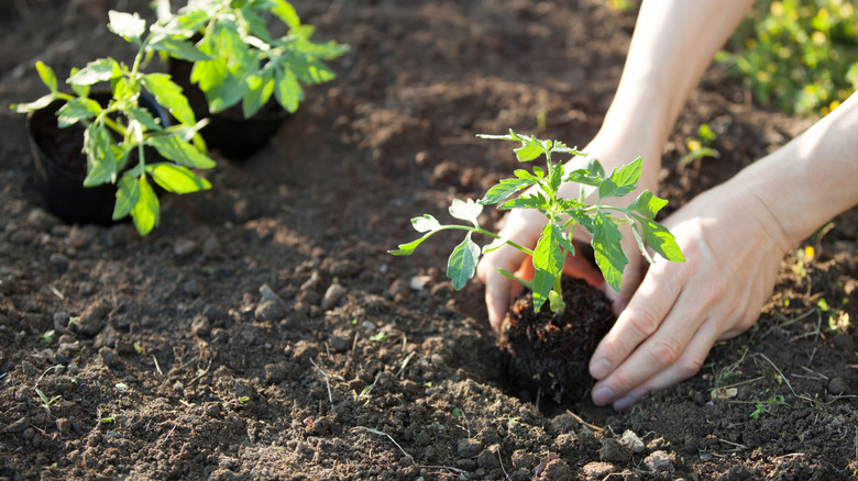 A person's hands are seen planting tomatoes in the ground.
