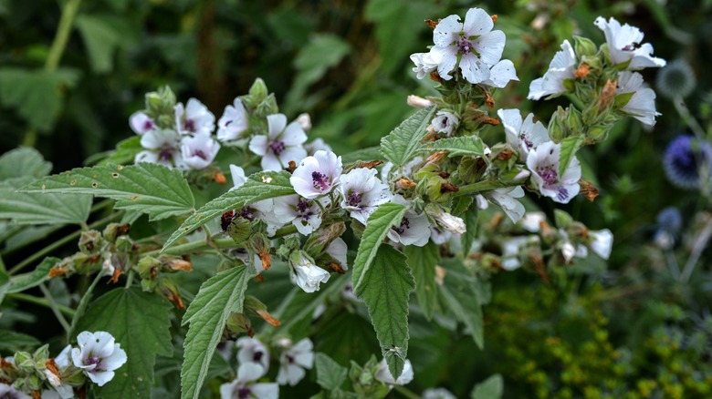 Flowering mallow plant