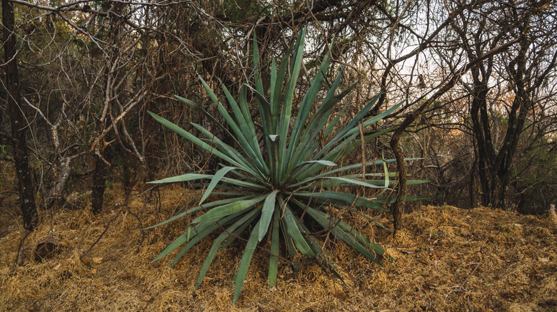 An agave plant in a forest in Mexico
