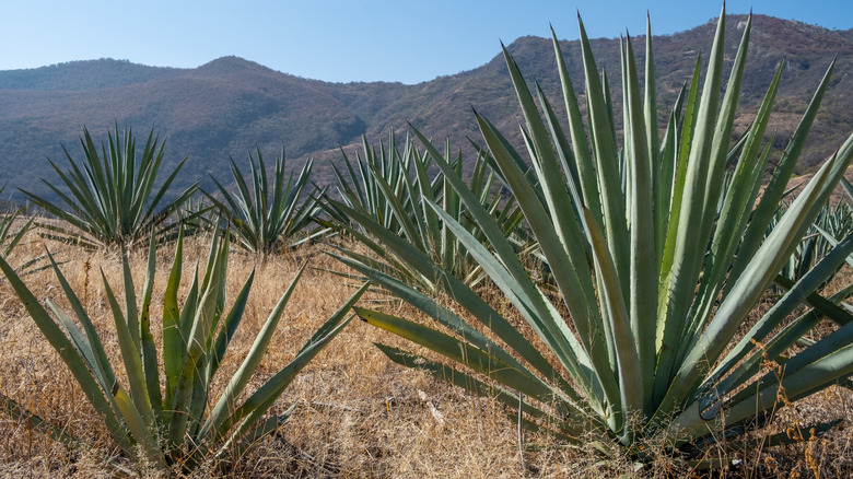 Agave plants growing in the wild in Mexico