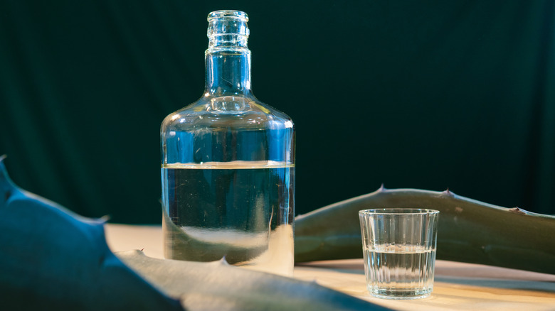 A bottle of mezcal next to agave stalks