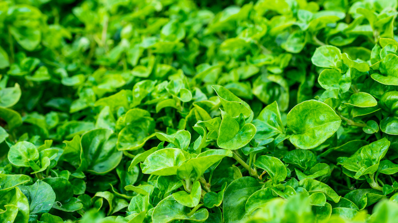 field of watercress