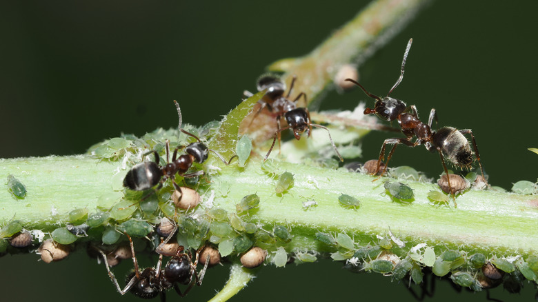 ants and aphids on a plant