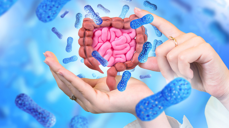 Hands holding a model of the digestive system