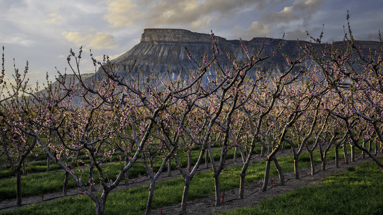 Peach trees in front of a colorado mountain