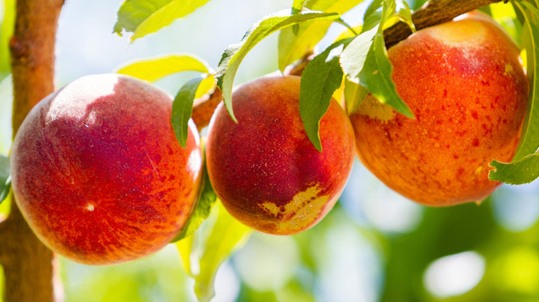 Peaches on a tree