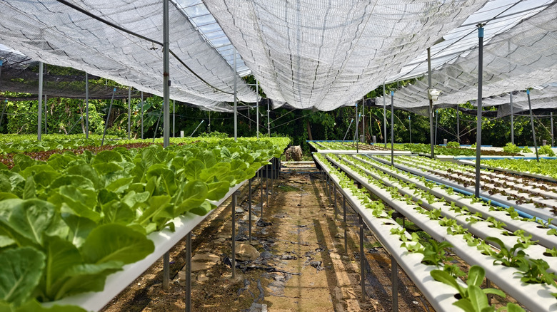 Image of hydroponic lettuce farm