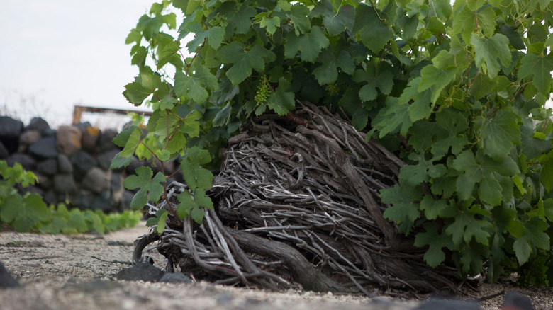 a grapevine in a kouloura - grapevine woven into a basket in a vineyard