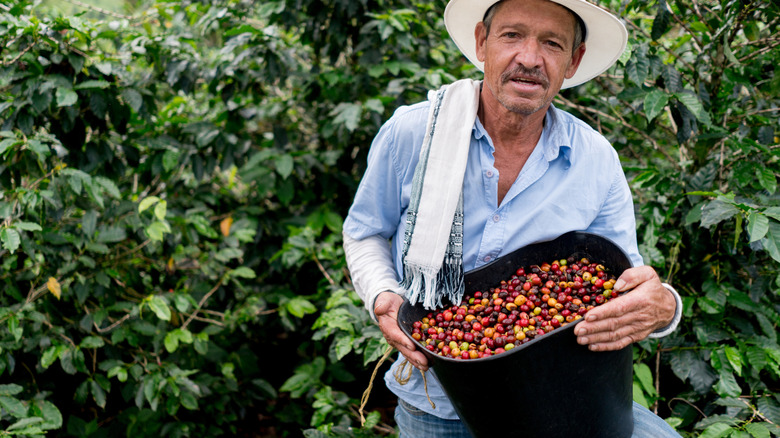 A coffee farmer holds a black bucket full of coffee cherries