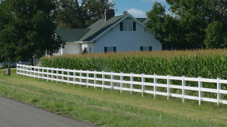 Cornfield along a Nebraska highway