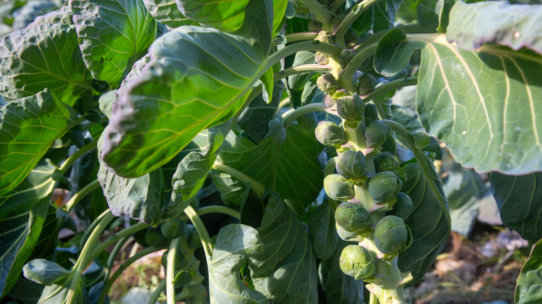 Brussels sprouts still on their stalks, thriving in the field and not yet harvested