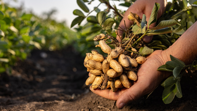 hand holding bushel of peanuts on plant