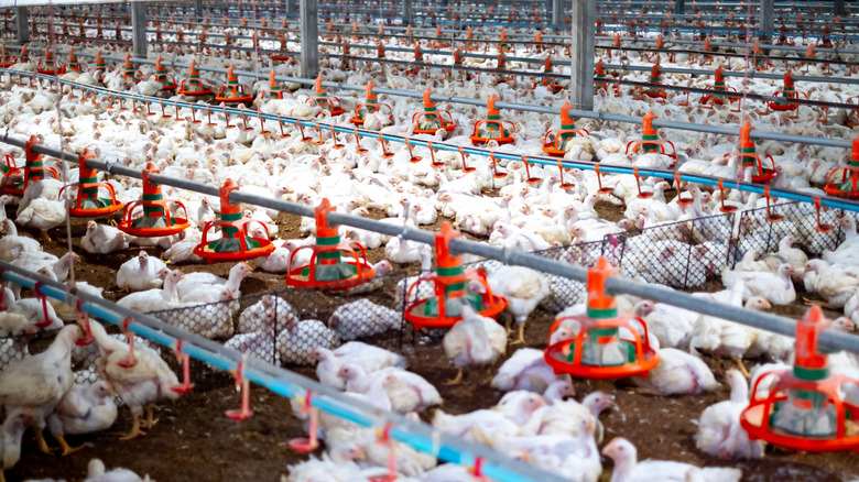 white chicken farm