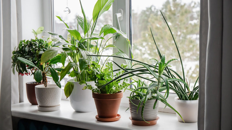 a series of houseplants in terra cotta pots on a windowsill