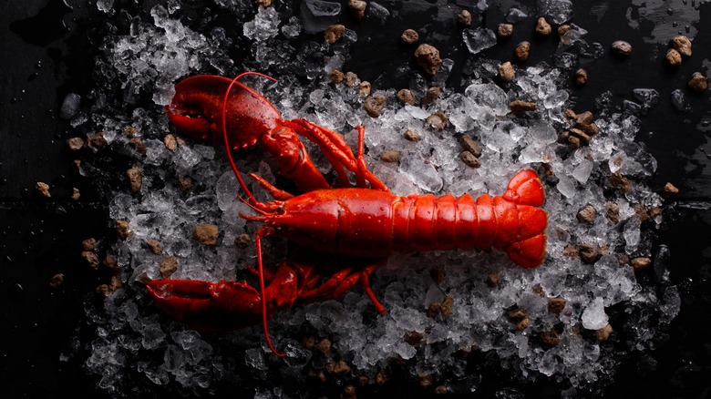 A lobster on ice
