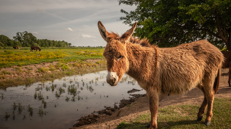 A donkey standing by a River in Zasavica, Serbia