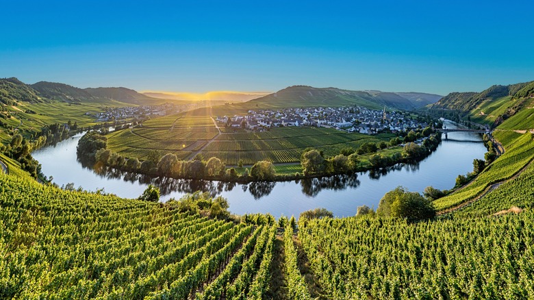 Vineyard on Mosel River