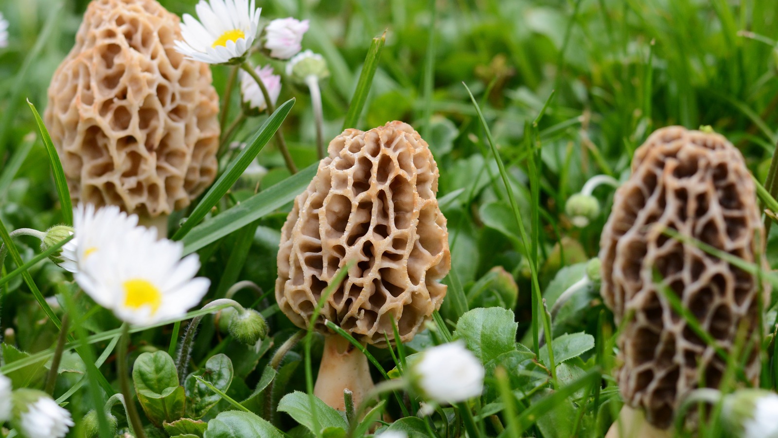 There's More Than One Way To Store Fresh Morels