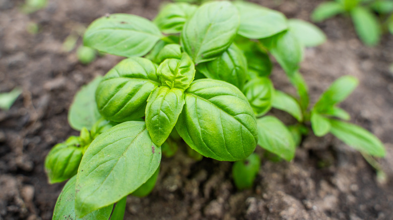 A young basil plant in a garden