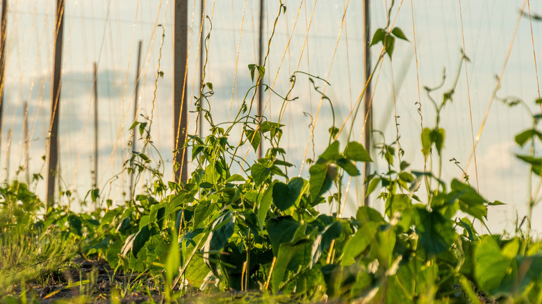 Pole beans growing in a garden