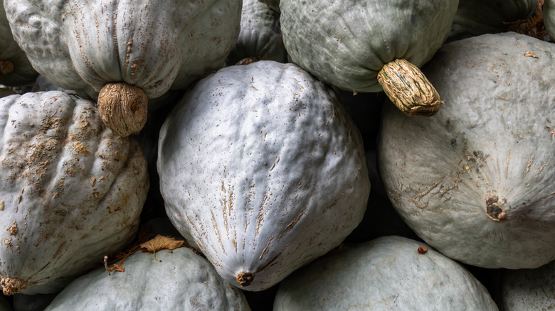 A stack of blue Hubbard squash