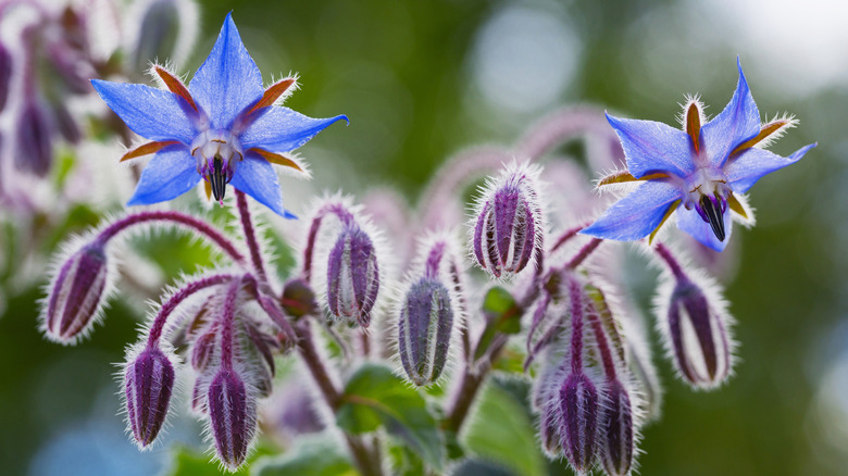 Purple and blue borage blooms