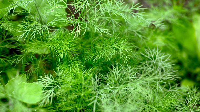 Dill weed growing outdoors