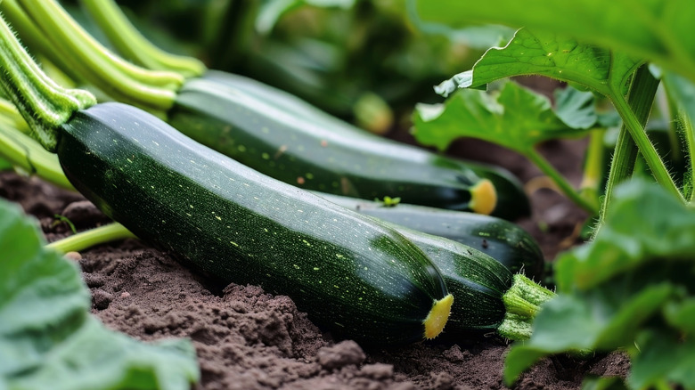 Zucchini growing in a garden