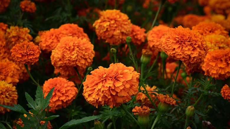 Orange marigolds