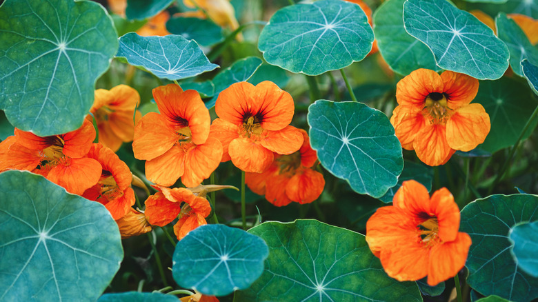 Orange nasturtiums