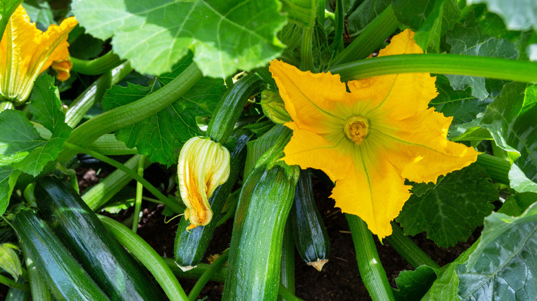 zucchini plants with yellow blossoms