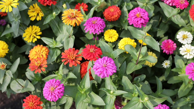 colorful zinnia flowers in full bloom
