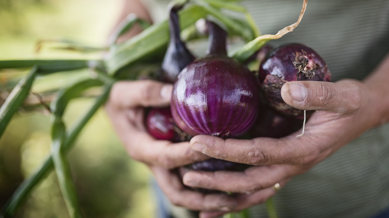 Hands hold a bundle of red onions