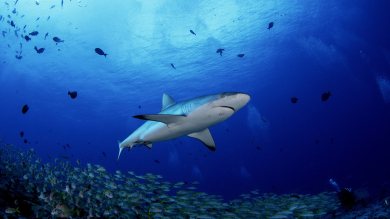 Sharks swimming in the ocean