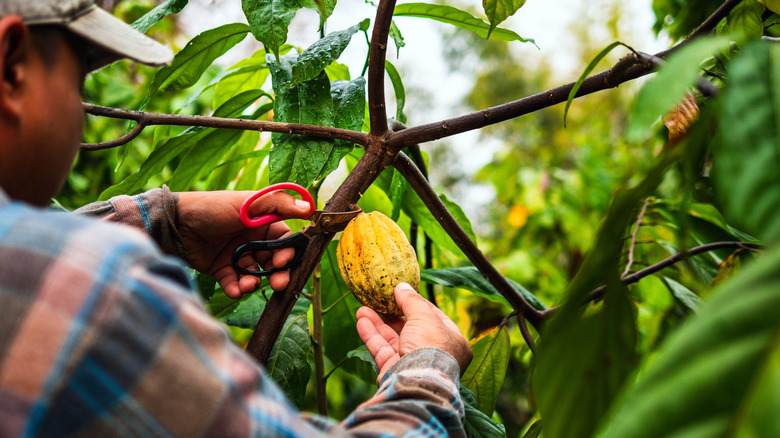 Farmer picking a cocoa bean