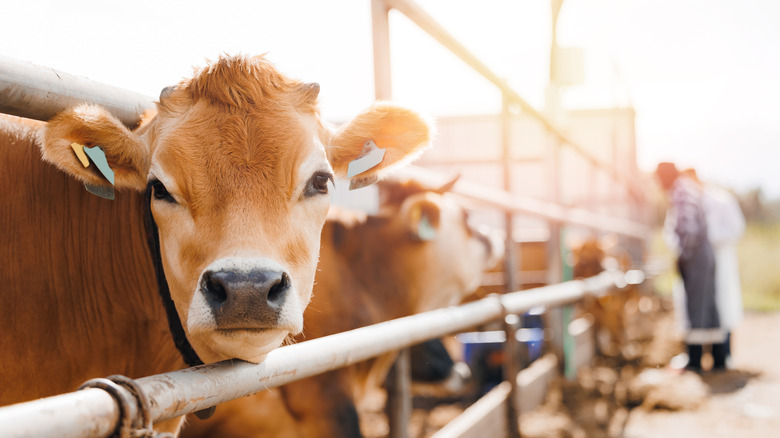 Brown cow with its head between bars next to farmers and other cows