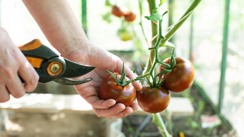 A person using pruning shears on tomato plants