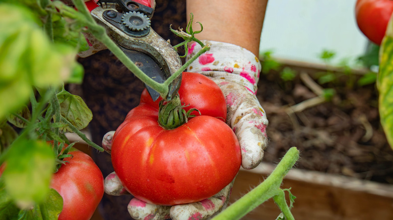 A person using pruning shears to cut tomatoes from a bush