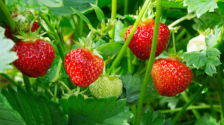 Strawberry plant growing with four ripe strawberries.