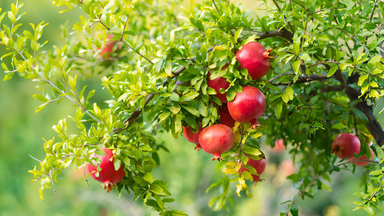 Fresh pomegranates growing on a tree