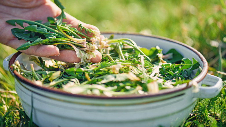 harvesting dandelion greens